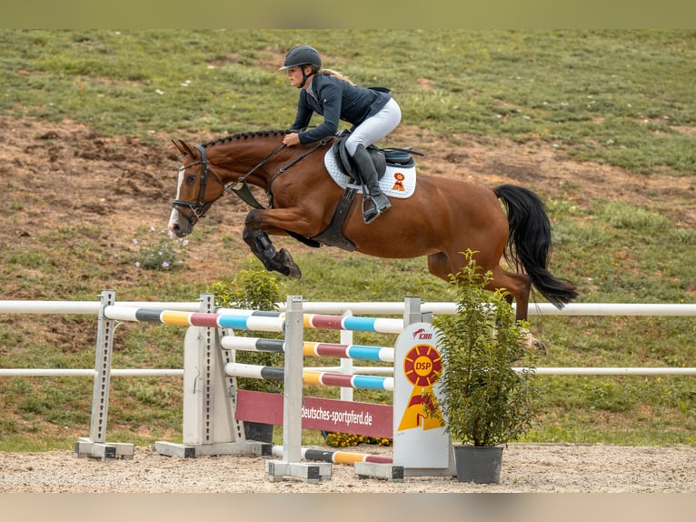 Niemiecki koń sportowy Klacz 5 lat Gniada in Gomadingen