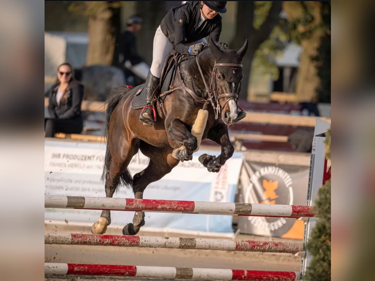 Niemiecki koń sportowy Klacz 5 lat Gniada in W&#xE4;chtersbach