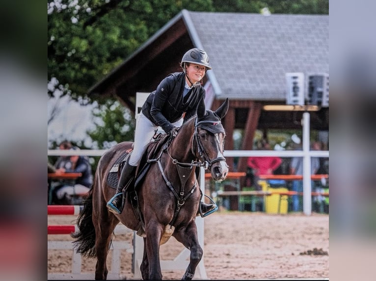 Niemiecki koń sportowy Klacz 5 lat Gniada in W&#xE4;chtersbach