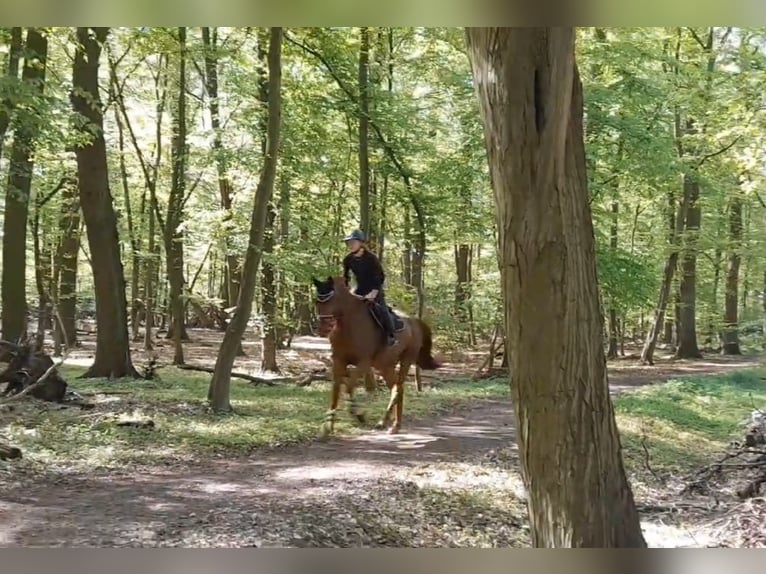 Niemiecki koń sportowy Klacz 5 lat Kasztanowata in Braunschweig