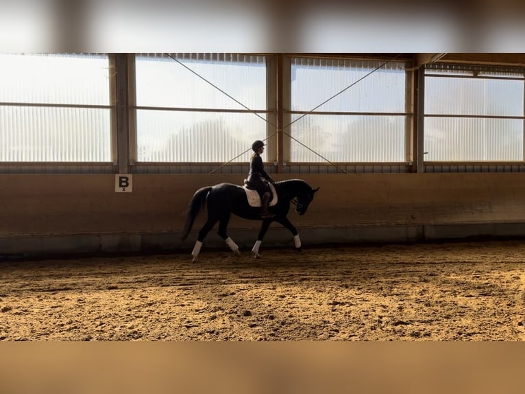 Niemiecki koń sportowy Klacz 6 lat 160 cm Kara in Langerringen