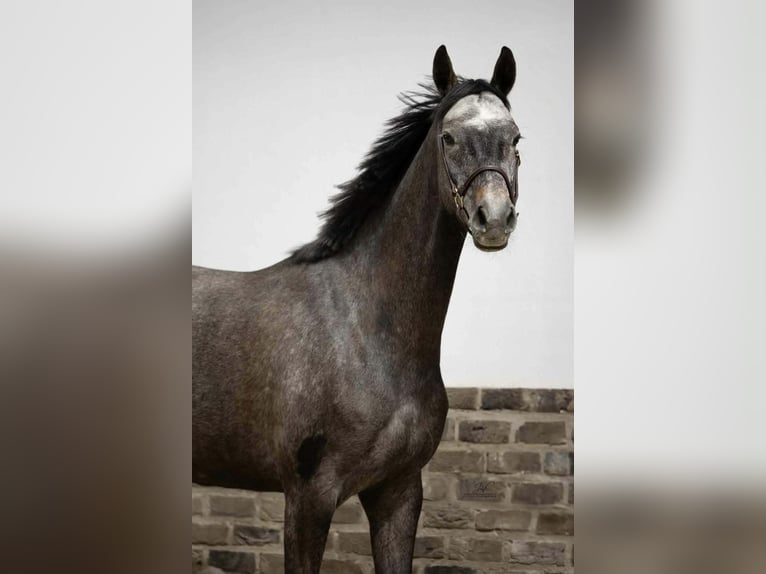 Niemiecki koń sportowy Klacz 6 lat 161 cm Siwa in Willich