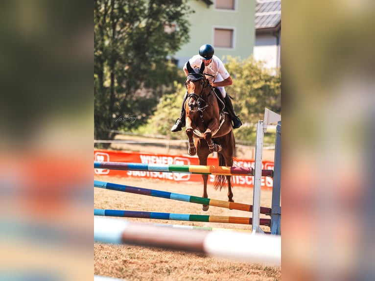 Niemiecki koń sportowy Klacz 6 lat 162 cm Kasztanowata in Ried am riederberg