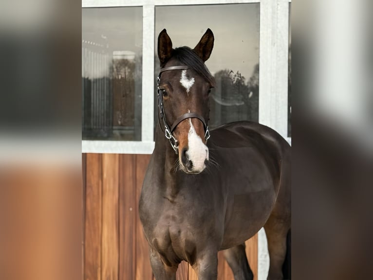 Niemiecki koń sportowy Klacz 6 lat 163 cm Ciemnogniada in Kamenz