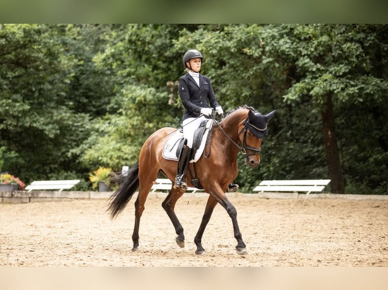 Niemiecki koń sportowy Klacz 6 lat 163 cm Gniada in Weiden