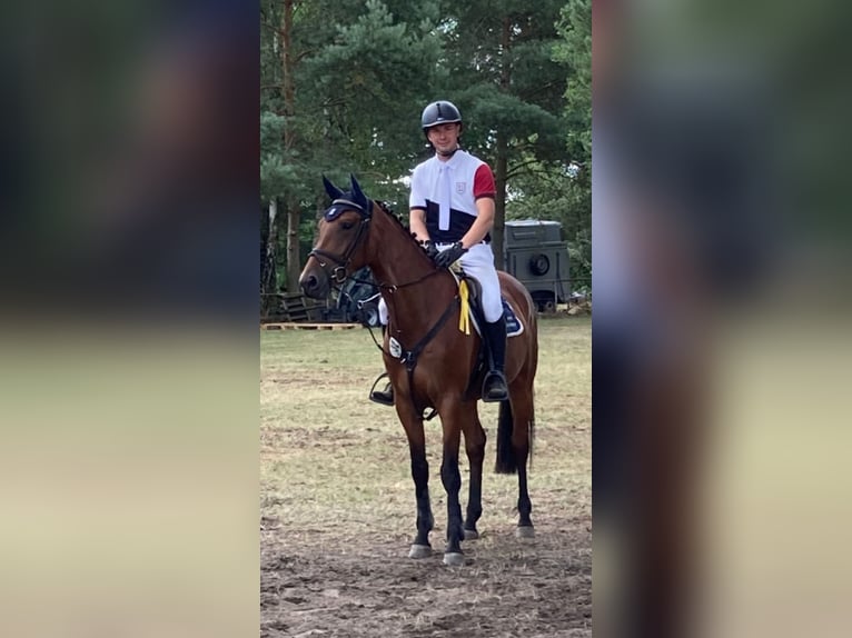 Niemiecki koń sportowy Klacz 6 lat 164 cm Gniada in GlöwenPlattenburg