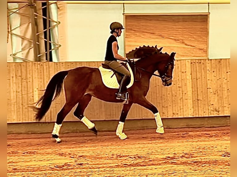 Niemiecki koń sportowy Klacz 6 lat 164 cm Gniada in Harsdorf