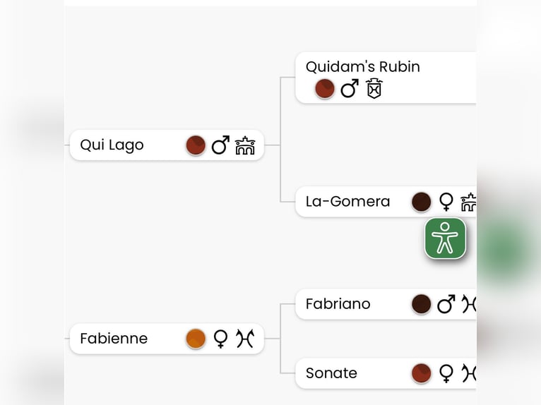 Niemiecki koń sportowy Klacz 6 lat 164 cm Kasztanowata in Bremerv&#xF6;rde