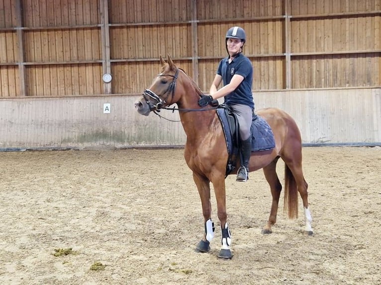 Niemiecki koń sportowy Klacz 6 lat 164 cm Kasztanowata in Bad Birnbach