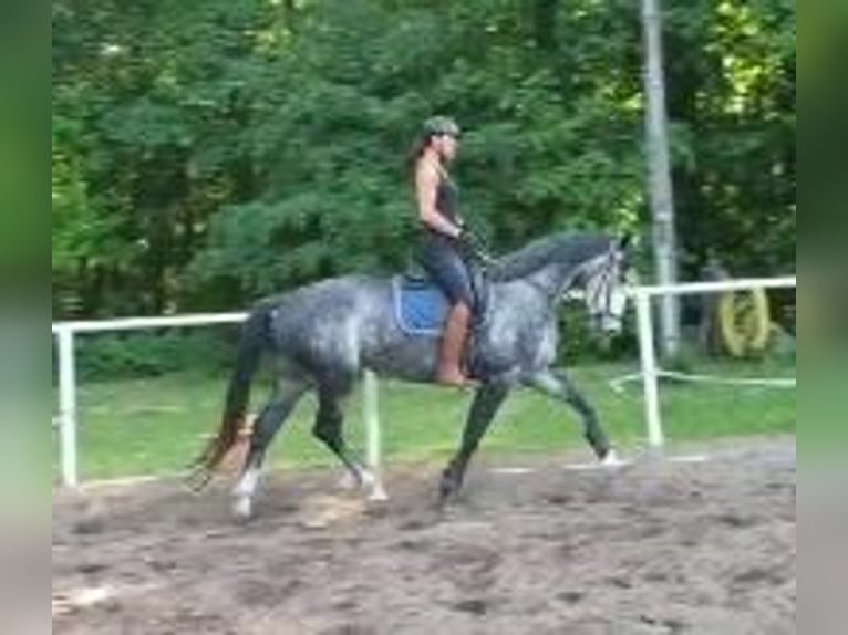 Niemiecki koń sportowy Klacz 6 lat 164 cm Siwa in Potsdam