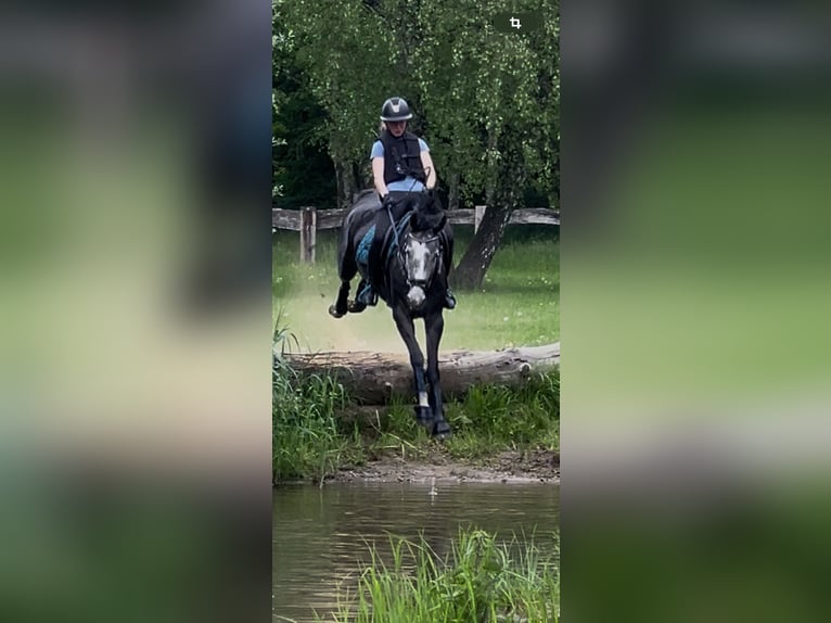 Niemiecki koń sportowy Klacz 6 lat 164 cm Siwa in Kerken
