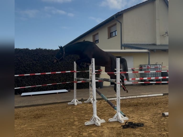 Niemiecki koń sportowy Klacz 6 lat 165 cm Ciemnogniada in Hohenerxleben