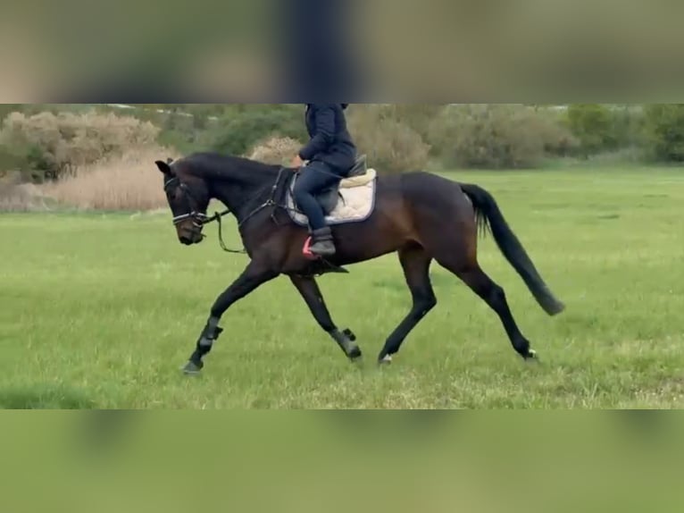 Niemiecki koń sportowy Klacz 6 lat 165 cm Ciemnogniada in Hohenerxleben