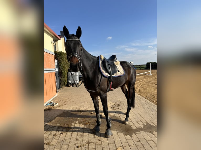 Niemiecki koń sportowy Klacz 6 lat 165 cm Ciemnogniada in Hohenerxleben