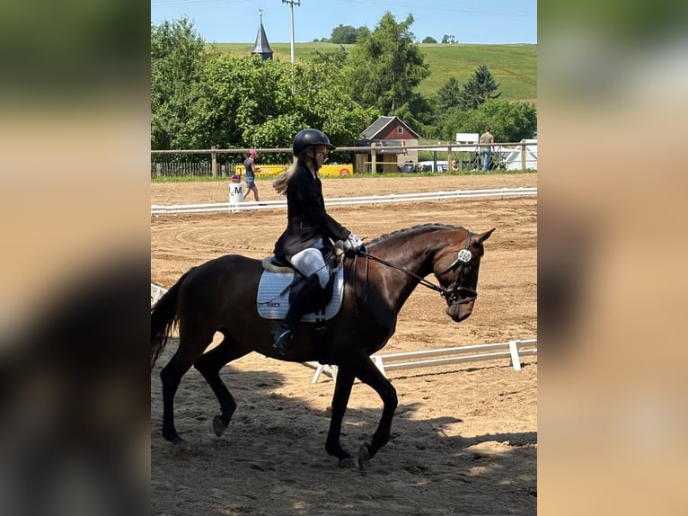 Niemiecki koń sportowy Klacz 6 lat 165 cm Ciemnogniada in Wilsdruff