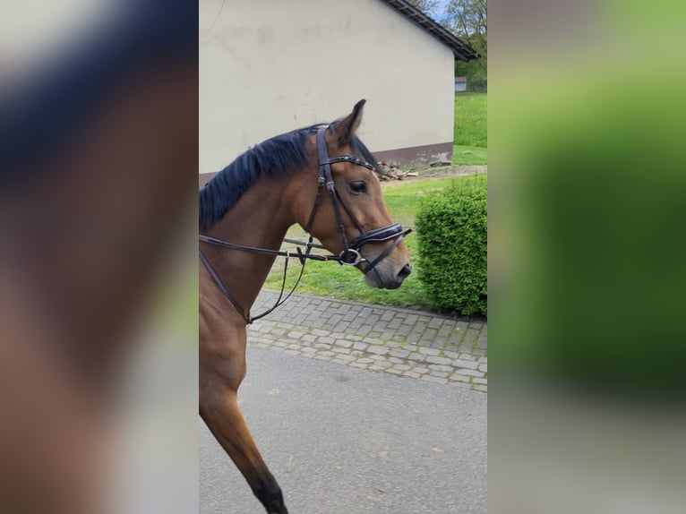 Niemiecki koń sportowy Klacz 6 lat 165 cm Gniada in Ippenschied