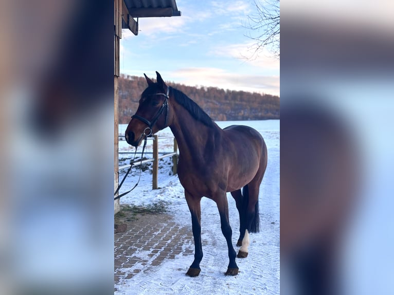 Niemiecki koń sportowy Klacz 6 lat 165 cm Gniada in Fuldatal