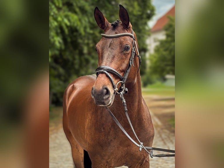 Niemiecki koń sportowy Klacz 6 lat 165 cm Gniada in Rohrlack