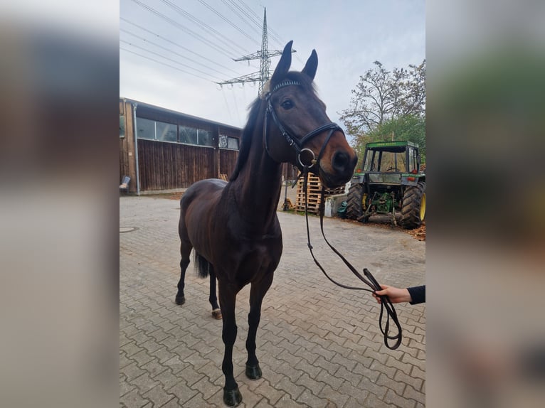 Niemiecki koń sportowy Klacz 6 lat 165 cm Gniada in Mannheim