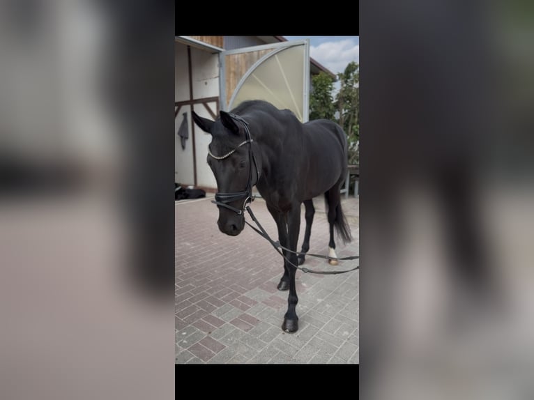 Niemiecki koń sportowy Klacz 6 lat 165 cm Kara in Remlingen