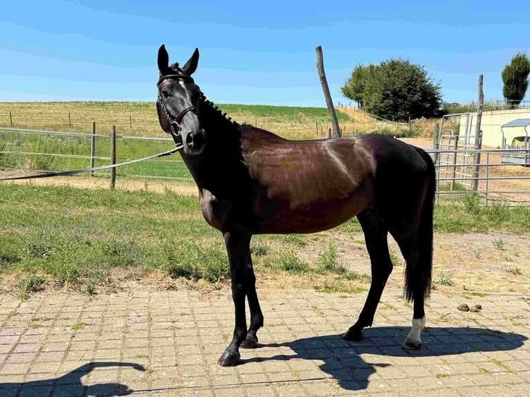 Niemiecki koń sportowy Klacz 6 lat 165 cm Skarogniada in Walzbachtal