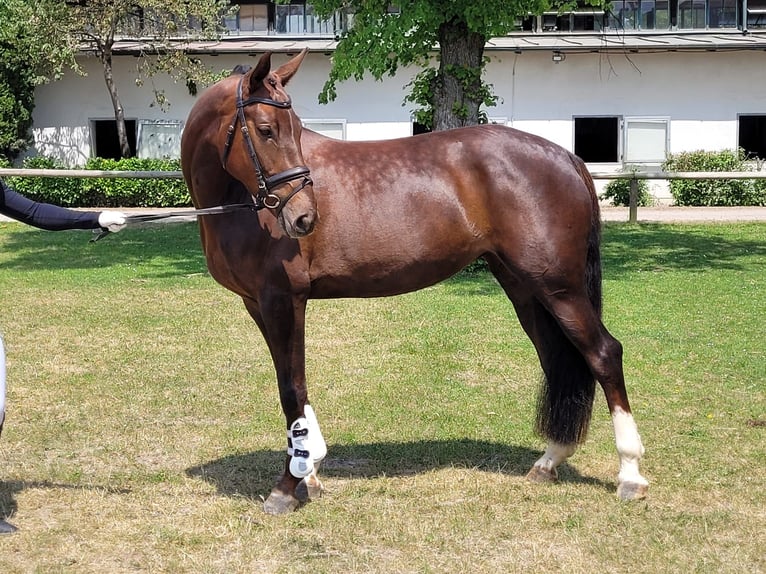 Niemiecki koń sportowy Klacz 6 lat 166 cm Ciemnokasztanowata in Erharting