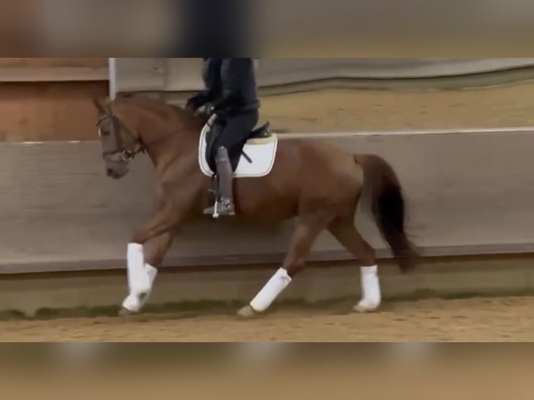 Niemiecki koń sportowy Klacz 6 lat 166 cm Ciemnokasztanowata in Hallbergmoos