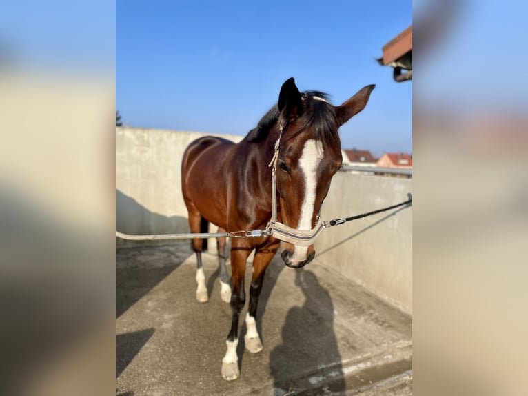 Niemiecki koń sportowy Klacz 6 lat 166 cm Gniada in Großpösna