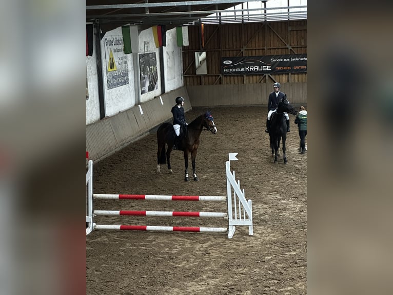 Niemiecki koń sportowy Klacz 6 lat 166 cm Gniada in Großpösna