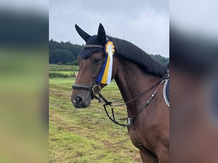 Niemiecki koń sportowy Klacz 6 lat 166 cm Gniada in Fuldatal