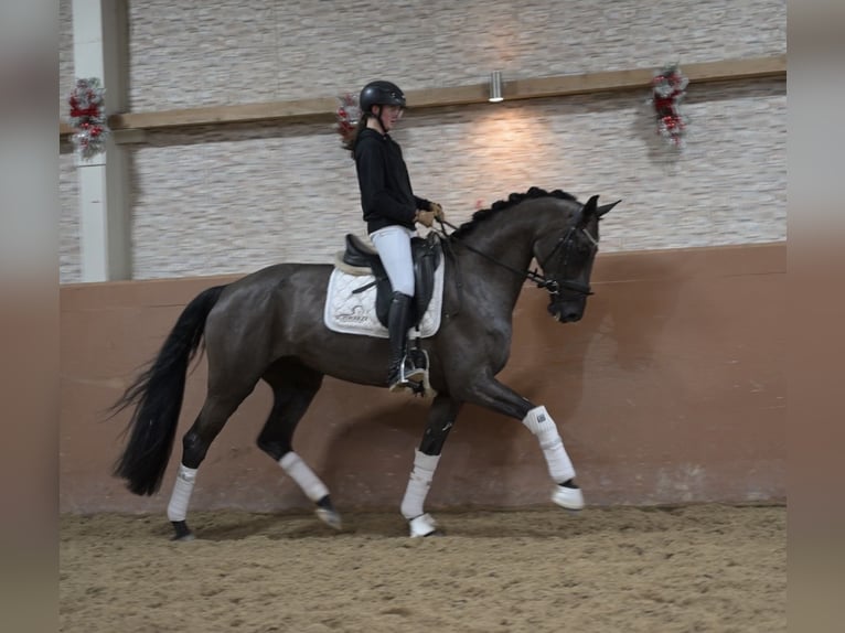 Niemiecki koń sportowy Klacz 6 lat 166 cm Kara in Wehringen