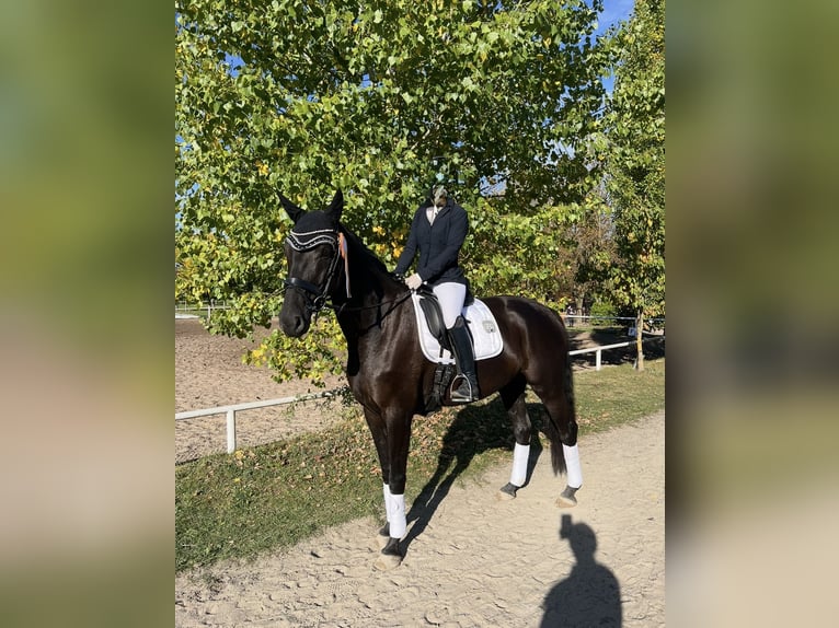 Niemiecki koń sportowy Klacz 6 lat 166 cm Kara in Hof