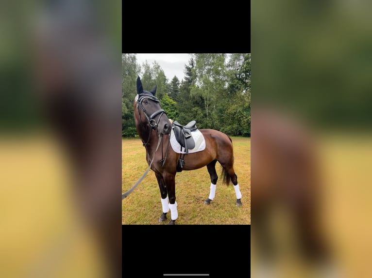 Niemiecki koń sportowy Klacz 6 lat 166 cm Kara in Hof