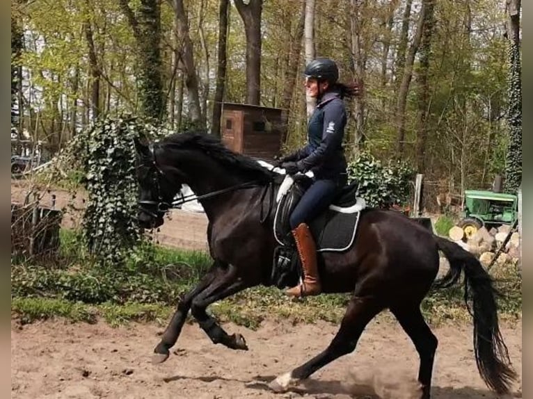 Niemiecki koń sportowy Klacz 6 lat 166 cm Kara in Potsdam