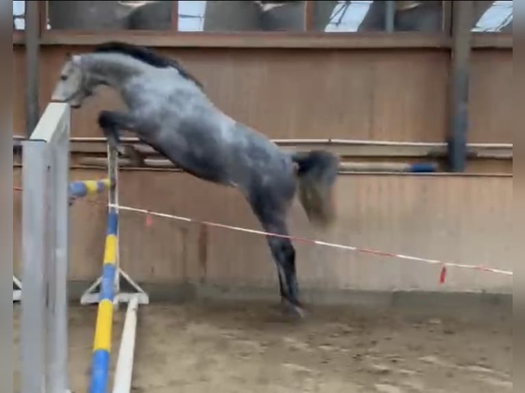 Niemiecki koń sportowy Klacz 6 lat 166 cm Siwa in Ilmenau