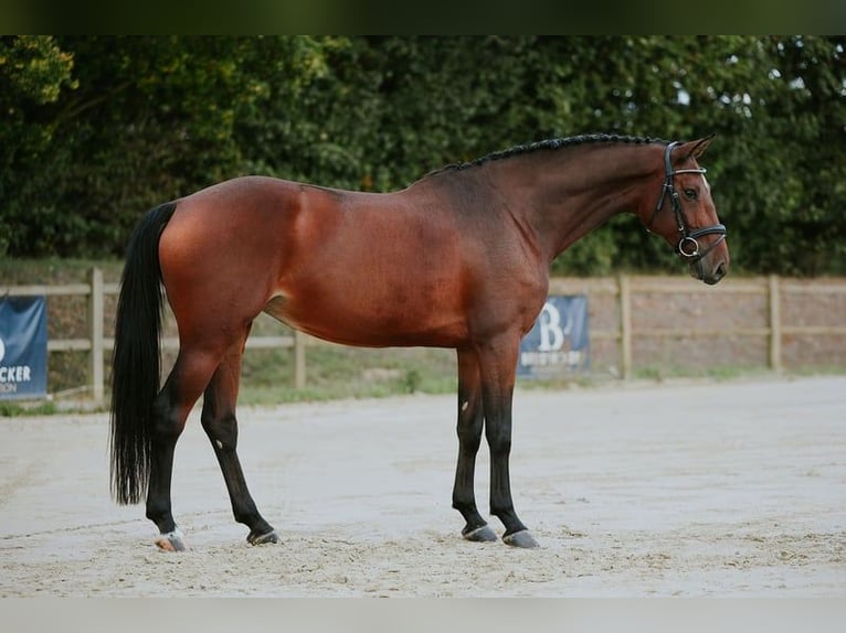 Niemiecki koń sportowy Klacz 6 lat 167 cm Gniada in Riedstadt