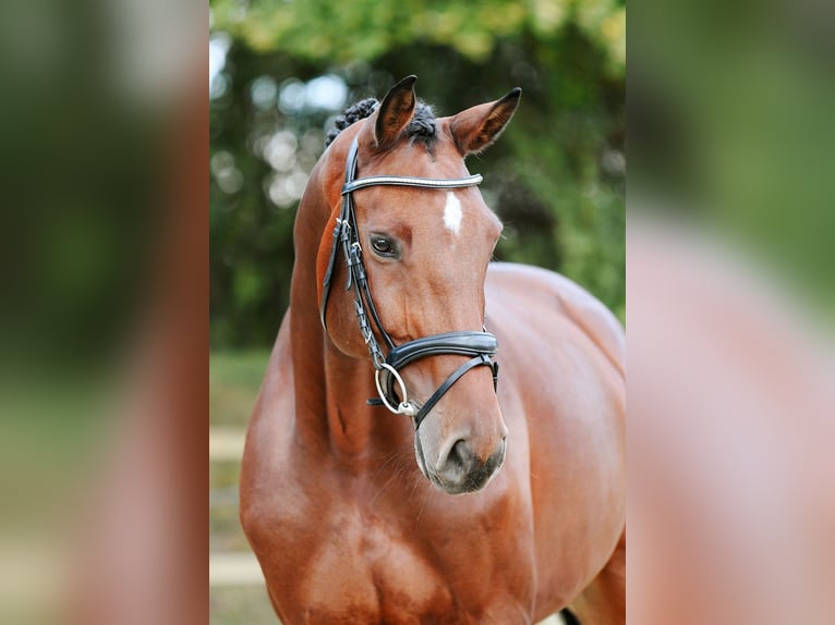 Niemiecki koń sportowy Klacz 6 lat 167 cm Gniada in Riedstadt