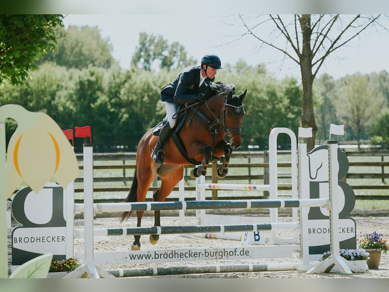 Niemiecki koń sportowy Klacz 6 lat 167 cm Gniada in Riedstadt
