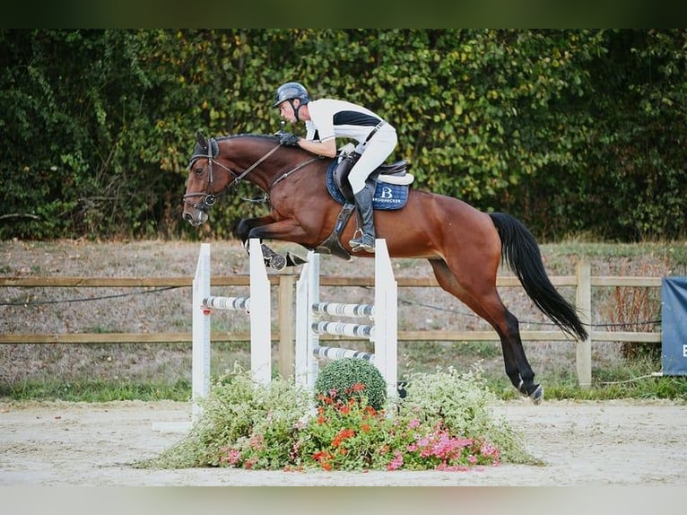 Niemiecki koń sportowy Klacz 6 lat 167 cm Gniada in Riedstadt