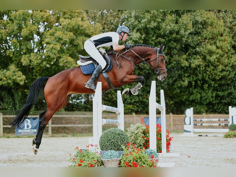 Niemiecki koń sportowy Klacz 6 lat 167 cm Gniada in Riedstadt