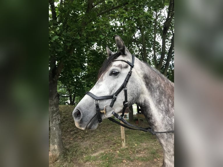 Niemiecki koń sportowy Klacz 6 lat 167 cm Siwa jabłkowita in Dahme/Mark