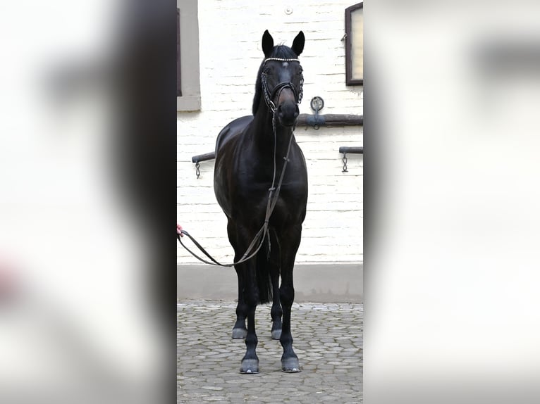 Niemiecki koń sportowy Klacz 6 lat 168 cm Ciemnogniada in Lonsee