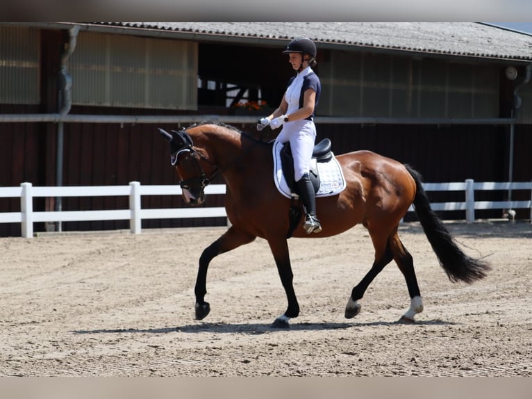 Niemiecki koń sportowy Klacz 6 lat 168 cm Gniada in Frankenhardt