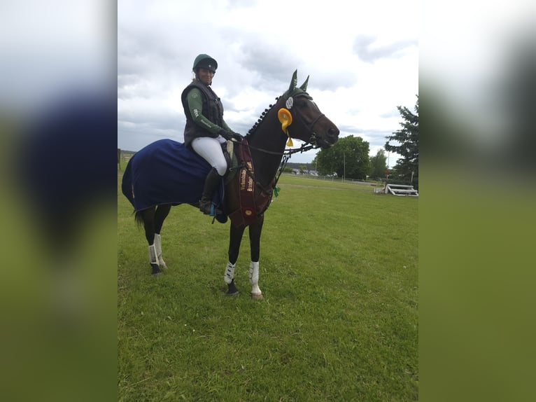 Niemiecki koń sportowy Klacz 6 lat 168 cm Gniada in Sperenberg