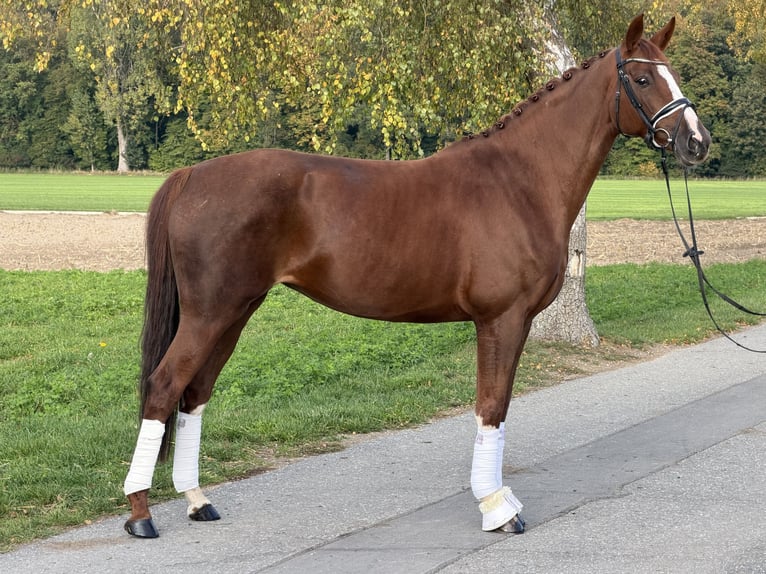 Niemiecki koń sportowy Klacz 6 lat 168 cm Kasztanowata in Riedlingen