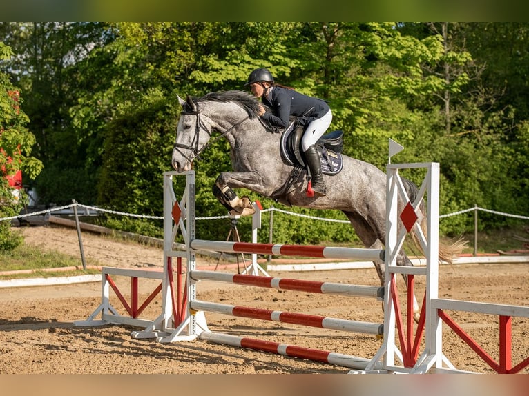 Niemiecki koń sportowy Klacz 6 lat 168 cm Siwa in Blankenheim