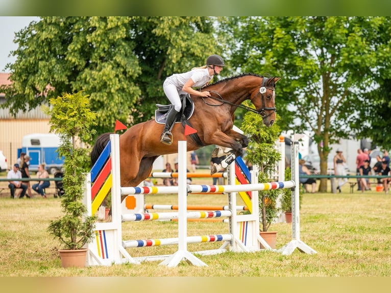 Niemiecki koń sportowy Klacz 6 lat 169 cm Gniada in Döbeln