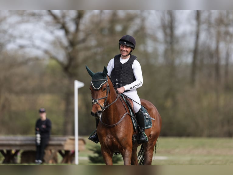 Niemiecki koń sportowy Klacz 6 lat 169 cm Gniada in Lübeck