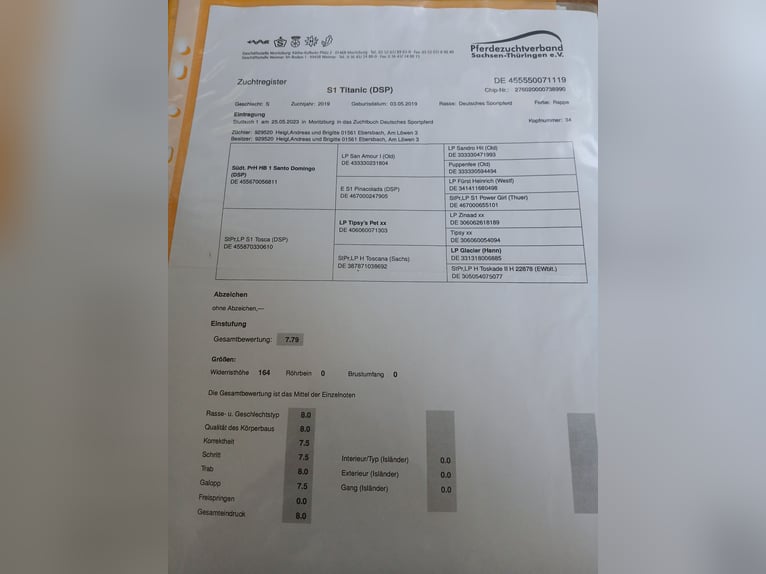 Niemiecki koń sportowy Klacz 6 lat 169 cm Kara in Maisach