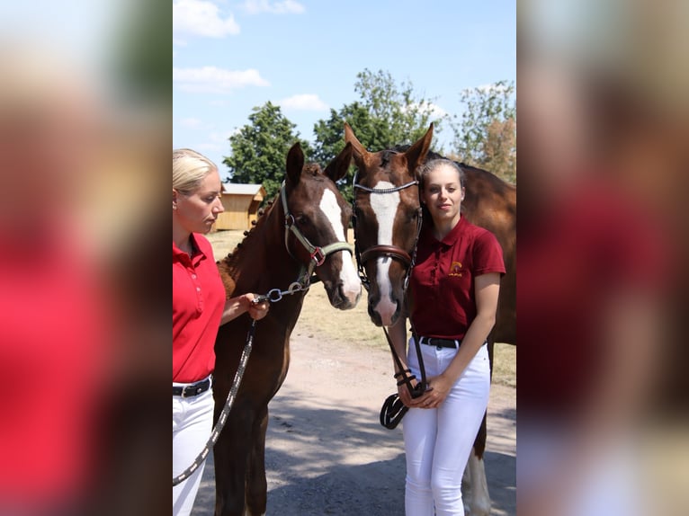 Niemiecki koń sportowy Klacz 6 lat 169 cm Kasztanowata in Ilmenau